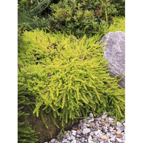 Camarine noire 'Bernstein' Pot de 10 cm/11cm (1/2)