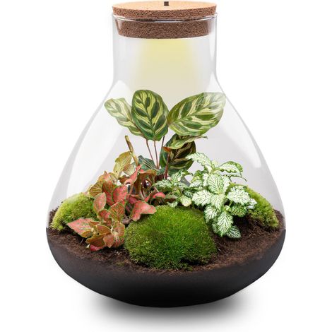 Terrarium pour Plantes DIY avec Éclairage LED Écosystème Autonome Sam XL Ø 30 x 32 cm - PANGIVO (1/5)