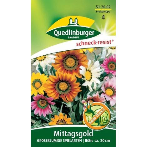 Mittagsgold, Großblumige Spielarten (1/2)