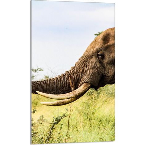 Planche à découper en verre 30x52 Éléphant (1/5)
