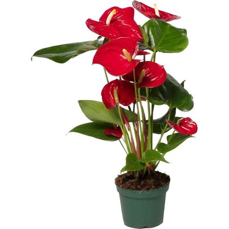 Anthurium rouge en pot 12 cm – Plante d’intérieur à fleurs rouges et feuilles en forme de cœur, hauteur 40 cm - PANGIVO (1/4)