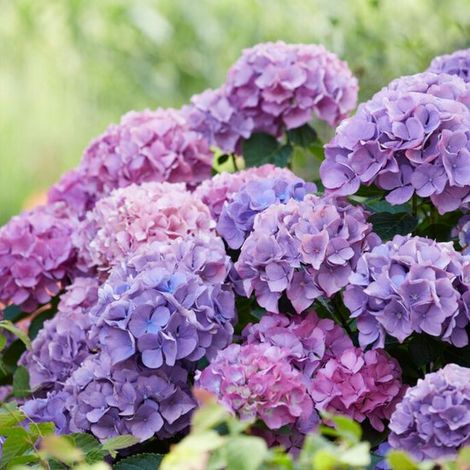 Hortensia bleu - Hortensia - (Aussi) - Pour la maison - Abeilles-Papillons - Fleurs coupées - Vivaces - Floraison en juillet/août/septembre (1/3)