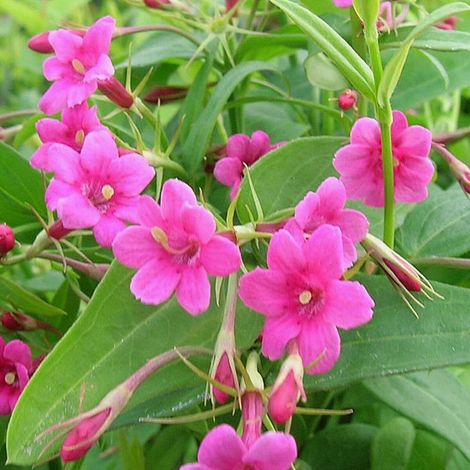 Jasmin beesianum/Godet - 5/10 cm (1/5)