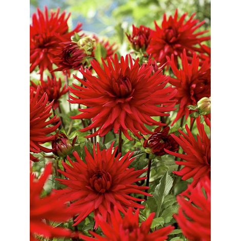 Dahlia semi-cactus 'Berger's Record' Bulbe calibre I
