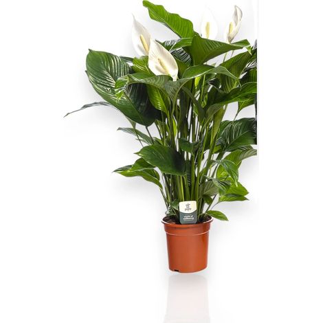 Gardenaria Spathiphyllum 'Sweet Lauretta' - Pianta da interno ornamentale - Altezza: 80 cm (vaso 19) (1/5)