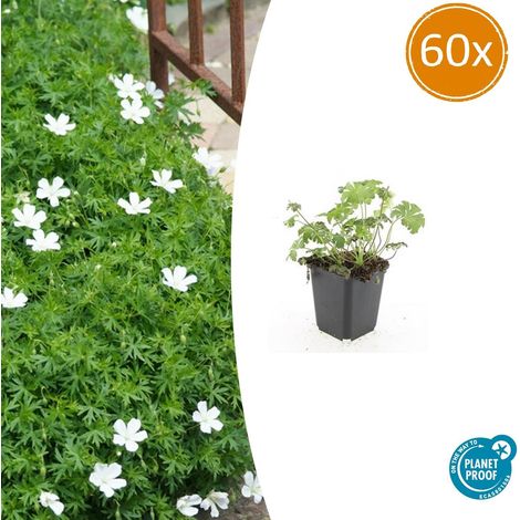 60 Géraniums Sanguins 'Album' Plantes Vivaces Couvre-sol Fleurs Blanches H10-25 cm Ø 9 cm - PANGIVO (1/5)