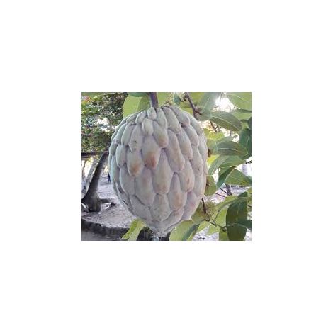PIANTA DI ANNONA DIVERSIFOLIA RED ILAMA foto reali