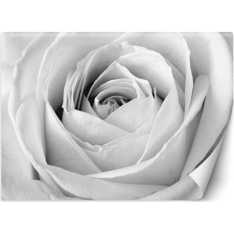 Fototapete Weiße Rose Blumen Makro 368x254 cm (1/5)