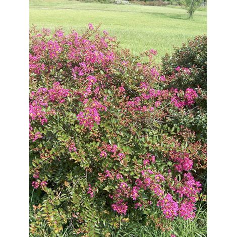 Lilas des Indes 'Houston' Pot de 3L/4L