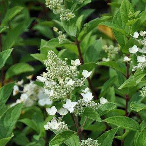 Hortensia paniculé 'Unique' - 40-50 cm pot