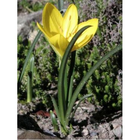 Vendangeuse, Crocus d'automne Bulbe calibre 10+ (par 5) (1/3)