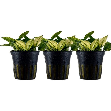 Aquariumpflanze 3 Stück Anubias nana 'Pinto' Nr.301E