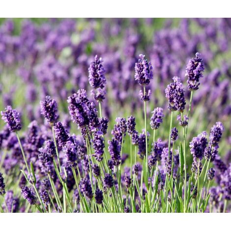 1 PIANTA DI LAVANDA VERA VASO 18CM