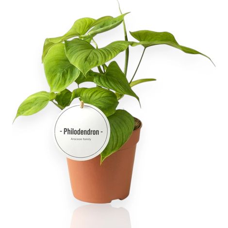Gardenaria Philodendron 'Peru' - Pianta da interno ornamentale - Altezza: 30 cm (vaso 12) (1/5)