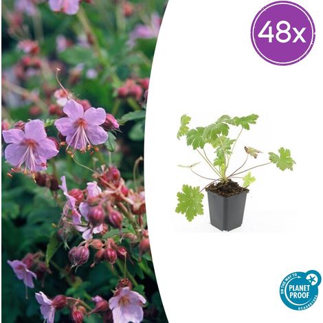 Lot de 48 Géraniums Vivaces Ingwersen's Variety Couvre-sol Rose Pâle 10-25 cm Pot Ø9 cm - PANGIVO (1/5)