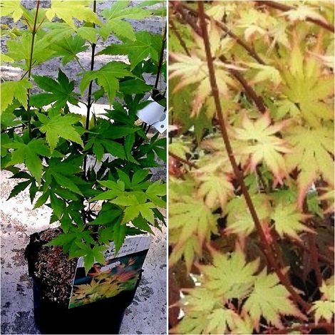 Planta Arce Japon�s. ACER Orange Dream Palmatum. Altura Arbol 30 - 40 Cm