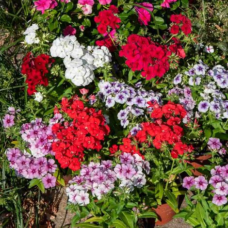 Phlox de Drummond à Grande Fleur Varié Vilmorin