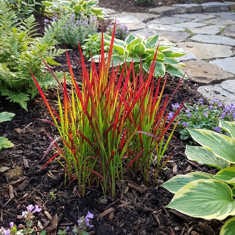 Bloomique - Lot de 3 - Imperata cylindrica 'Red Baron' - Herbe sanguine du Japon - Graminée ornementale - Rustique - Vivace 10 à 20 cm haut - Pot 9 cm (1/5)