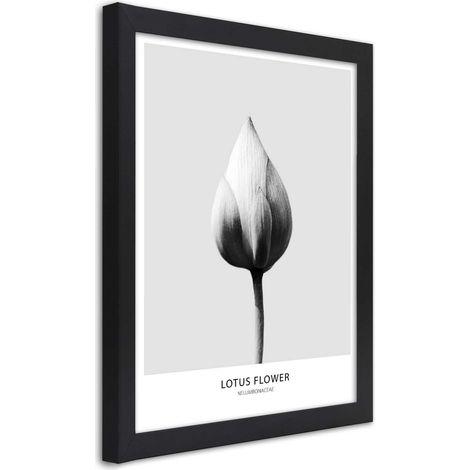 Quadro con cornice, Bocciolo di loto bianco - 20x30 (1/5)