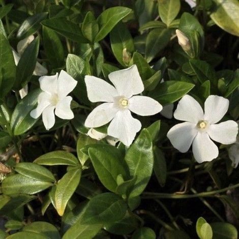 6 plants de pervenche blanche (Vinca minor 'Alba') - Couvre-sol persistant populaire - en pot de 9 x 9 cm, hauteur 5-10 cm (1/5)