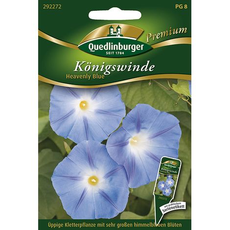 Quedlinburger Saatgut – Ipomée tricolore « Heavenly Blue » – Graines de fleurs, plante grimpante, grandes fleurs bleu clair, 200-300 cm