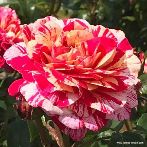 2 x Rosier Kordes - Rosa 'Abracadabra'®