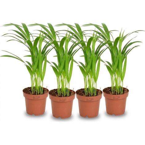 Lot de 4 Palmiers Areca Dypsis Lutescens Plante d'Intérieur Dépolluante Ø 12 cm Hauteur 40 cm - PANGIVO (1/4)