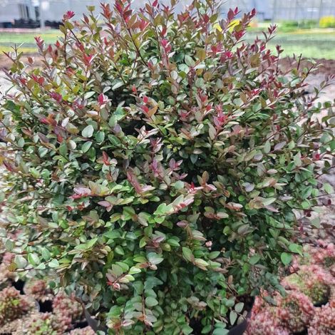 Chèvrefeuille arbustif Garden Clouds® Purprle Storm 'GRLN02', Lonicera/Pot de 1,5L