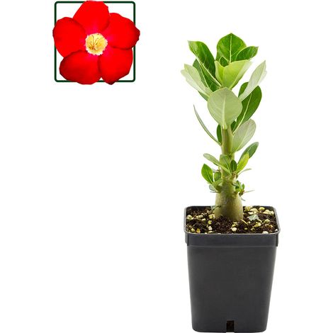 Adenium obesum cv "Arrogant" - rosa del deserto - vaso quadro 7x7x8 cm