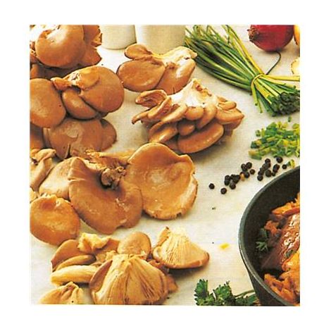 CHAMPIGNONS PLEUROTES EN HUITRE - LE KIT
