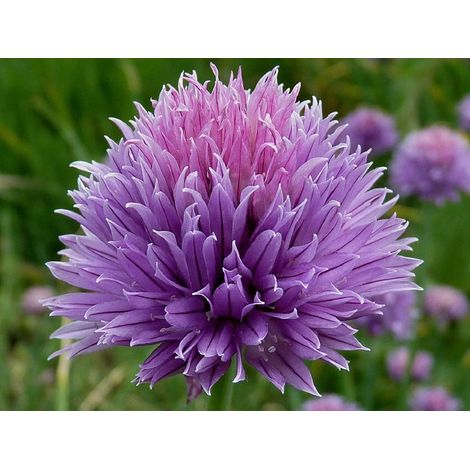 50 graines de ciboulette (Allium Schoenoprasum) (1/5)