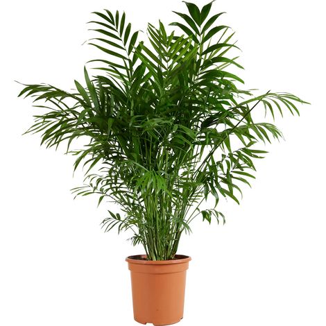 Bloomique - Chamaedorea Elegans - Palmier nain mexicain - Plantes d'intérieur - Purificateur d'air - Respectueux des animaux - Facile d'entretien - 80-100 cm de haut - Pot 20 cm