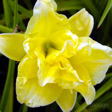 3 Hémérocalles 'Double River Whye' (Hemerocallis 'Double River Whye') (1/5)