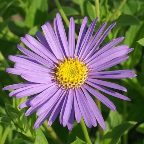 Aster d'été frikartii Mönch/Godet - 5/20 cm