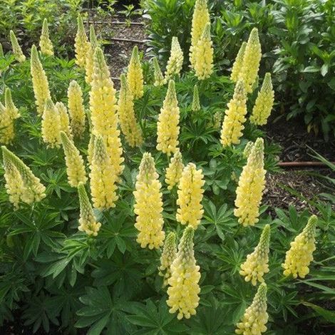 4 x Lupin  - Lupinus 'Chandelier'  - godet 9x9 cm