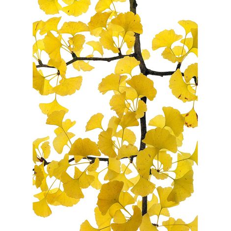 Tableau nature jaune & blanc pour couloir | Tableau automne feuille jaune pour salon | Tableau sur toile fleuri idéal bureau 0,5 x 0,7 m (1/2)