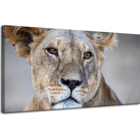 Leinwanddruck Tiere Löwin 120x60 cm