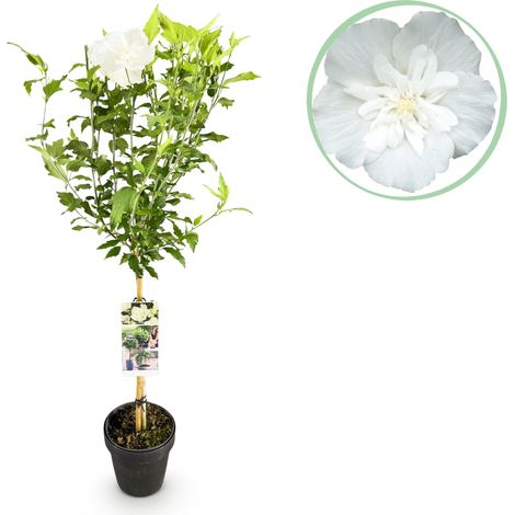Hibiscus syriacus Plante sur Tige à Fleurs Blanches pour Terrasse et Balcon 90 cm - PANGIVO (1/5)