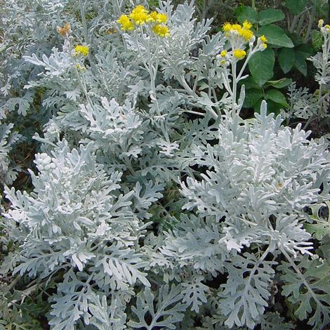 OFFERTA 3 PIANTE DI CINERARIA MARITTIMA VASO 10.5 CM