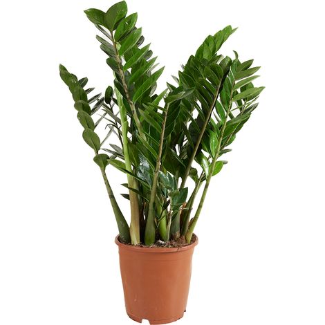 Bloomique - Zamioculcas Zamiifolia - Zamioculcas - Plante d’intérieur - Dépolluante - Entretien facile - Hauteur 70-90 cm - Pot 21 cm