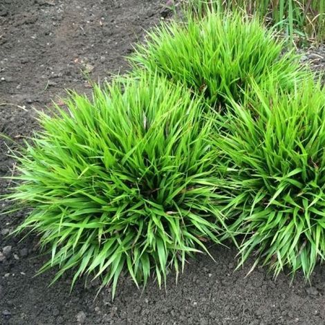 6 x Luzula pilosa 'Hedgehog' (vert d'hiver) en pot de 9 x 9 cm, hauteur 5-10 cm (1/5)