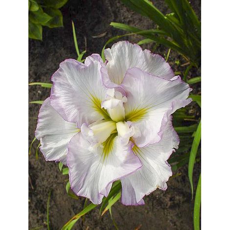 Iris japonais 'Lady in Waiting' Godet de 8/9 cm