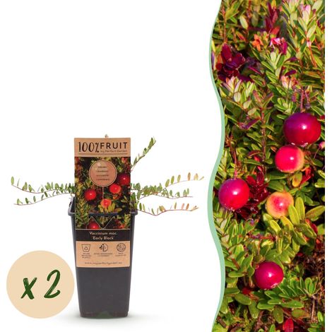 Lot de 2 Plants de Canneberge Vaccinium Early Black - Arbuste Fruitier Rustique - Pot Ø 15cm - PANGIVO (1/5)