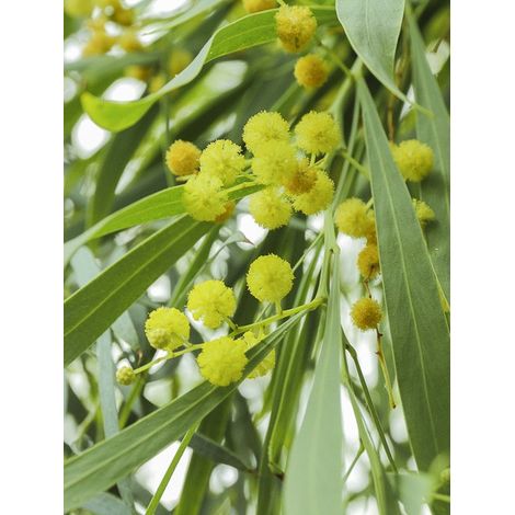 Mimosa des 4 saisons Pot de 2L/3L (1/4)