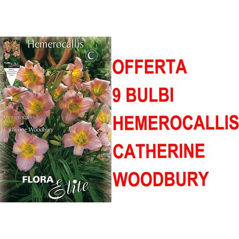 OFFERTA 9 BULBI PRIMAVERILI DI HEMEROCALLIS CATHERINE WOODBURY BULBO BULBS BULBES