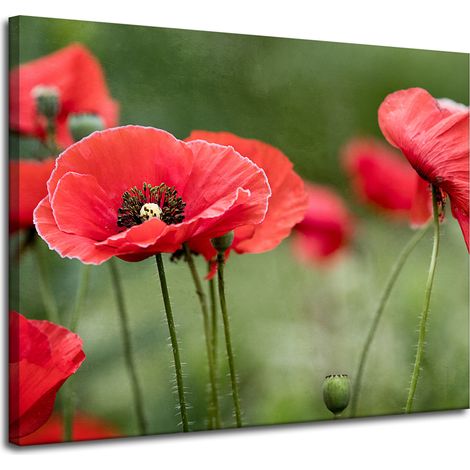Leinwanddruck Botanik Rote Mohnblumen 100x80 cm Blumen Flora