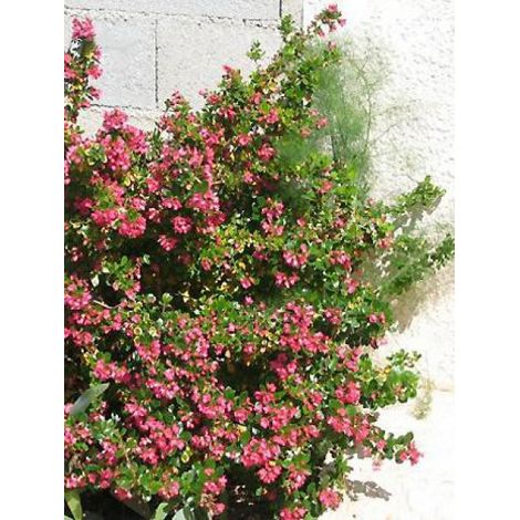 Escallonia macrantha 'Rubra' Pot de 3L/4L (1/3)