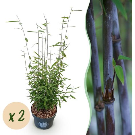 Bambou Non Traçant Fargesia Nitida Black Dragon - Idéal Haie et Jardin - Lot de 2 - 80 cm - PANGIVO (1/5)