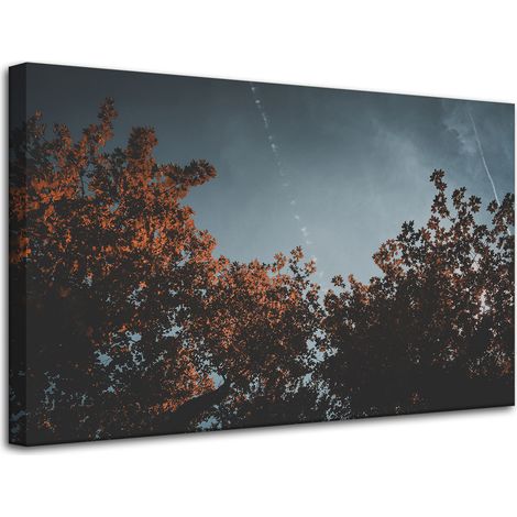Leinwanddruck Orangenbaumkronen 80x50