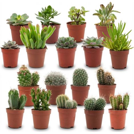 Mélange de Mini Cactus et Succulentes - Lot de 18 Plantes Grasses - Ø 5,5 cm - 5-10 cm - PANGIVO (1/4)